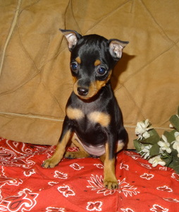 SOLD to Wanda: "Faline" fawn/tan female born 9-16-12, $750 ...
