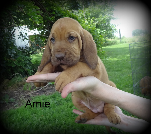 bloodhound puppies for sale in pa sold to marylin quot aime quot dun 650 on a spay contract parents are spirit bloodhound puppies for sale in pa sold to marylin quot aime quot dun 650 on a spay contract parents are spirit