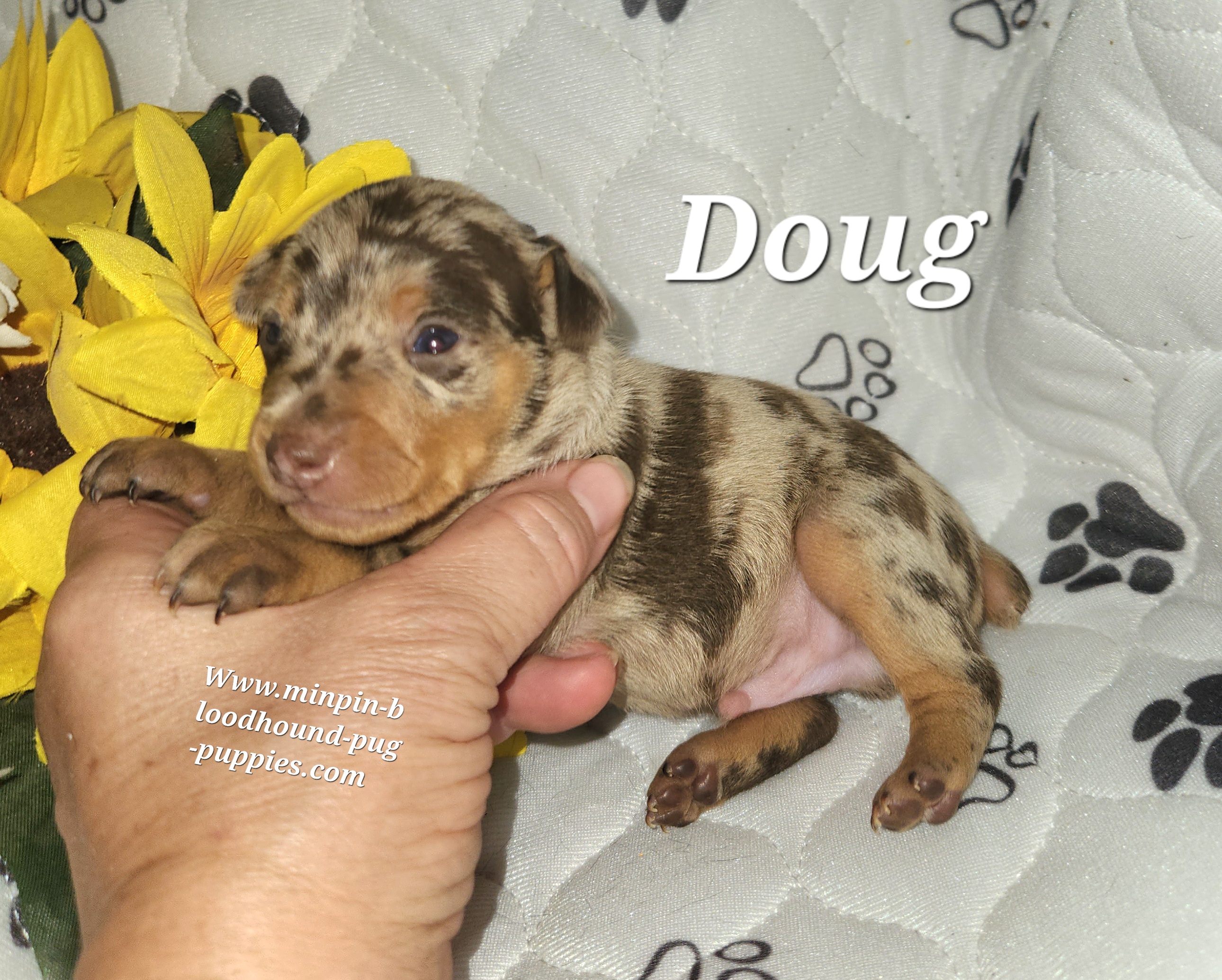 Miniature Pinscher Min Pin puppies for sale