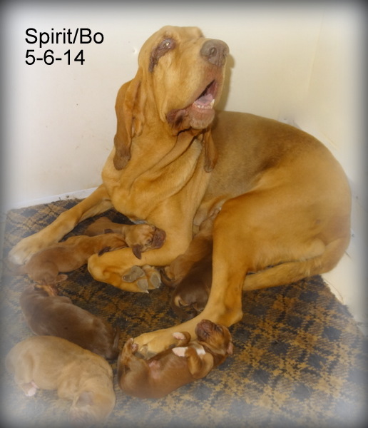bloodhound puppies for sale in pa bayloo and bo s new babies born 8 31 14 bloodhound puppies for sale in pa bayloo and bo s new babies born 8 31 14