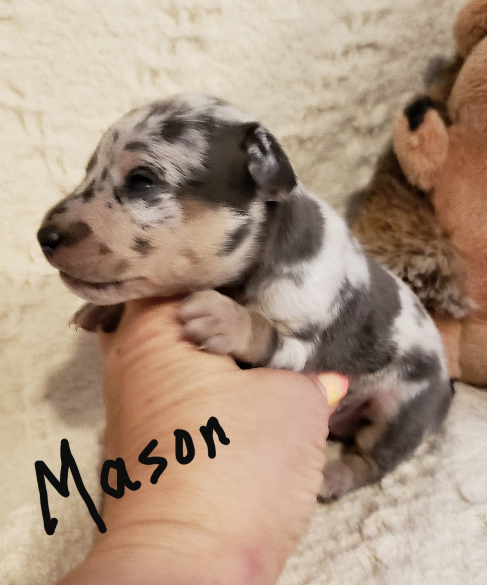 Miniature Pinscher (MinPin) puppies for sale.