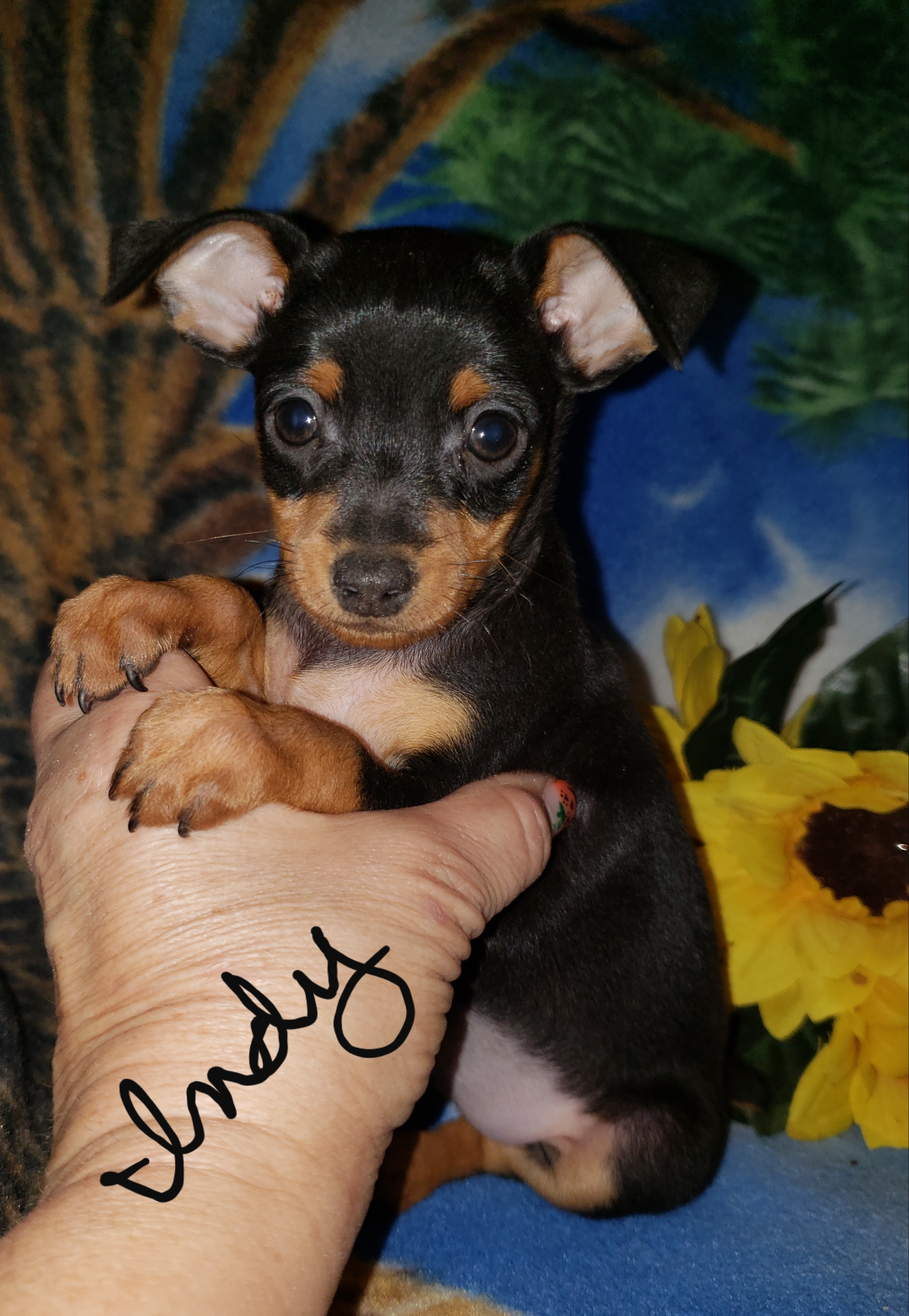 Miniature Pinscher Min Pin Puppies For Sale
