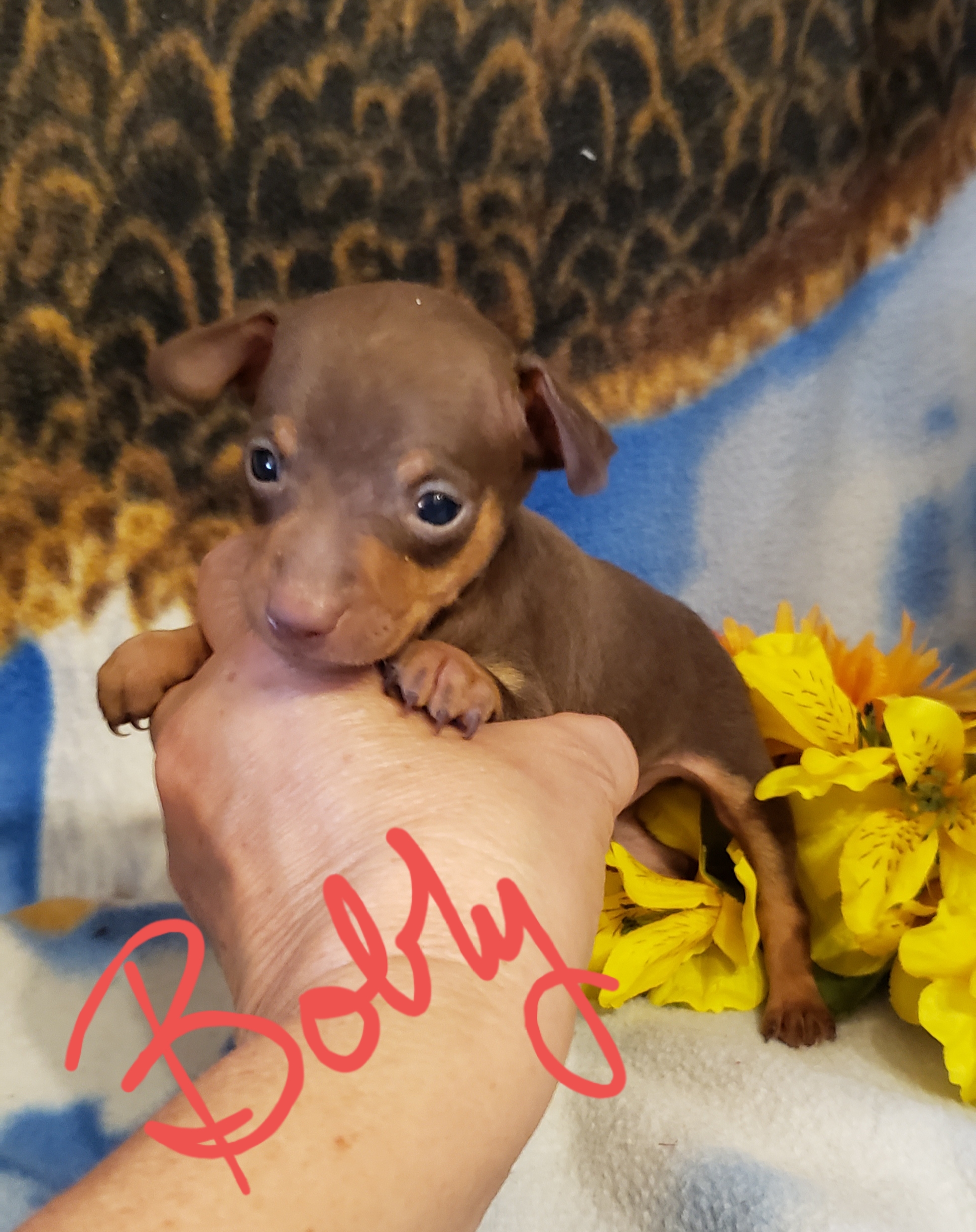Miniature Pinscher (MinPin) puppies for sale.