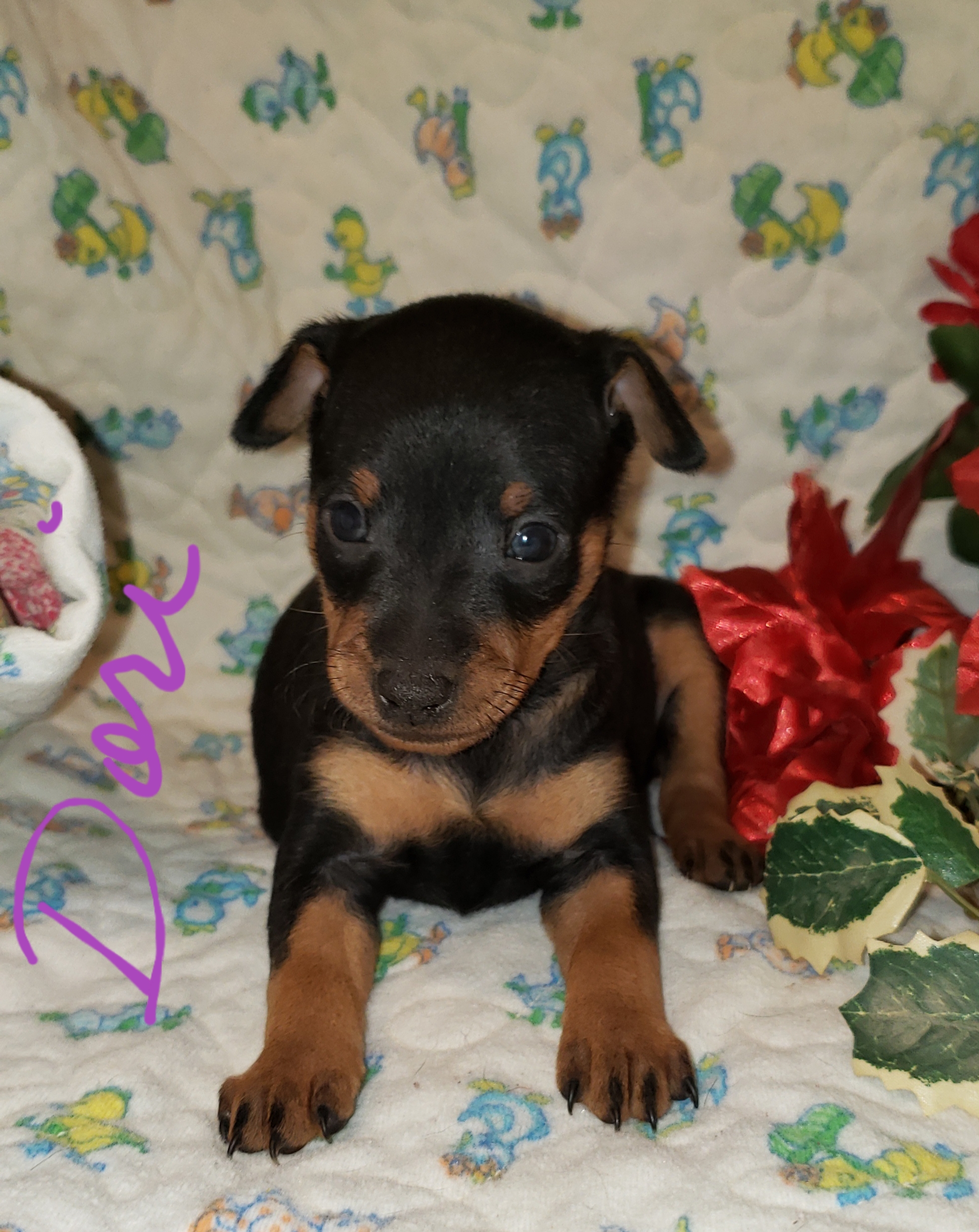 min pin plush