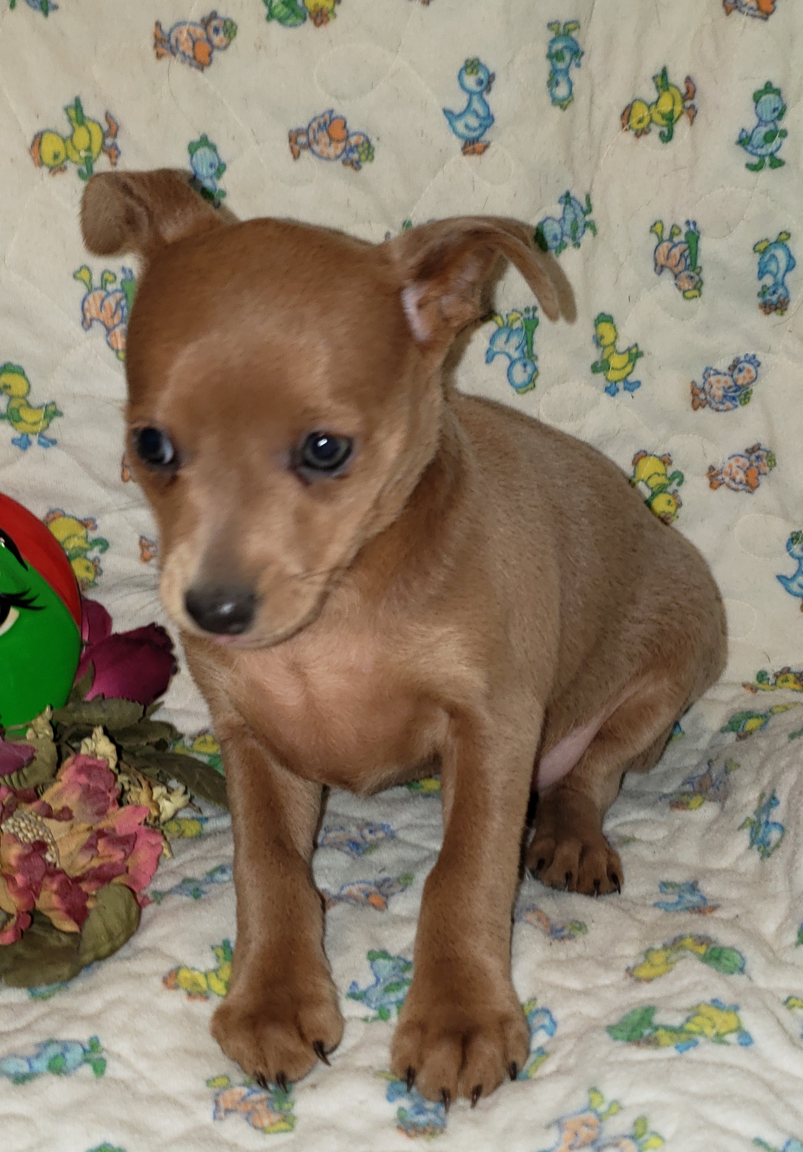 Miniature Pinscher Min Pin Puppies For Sale