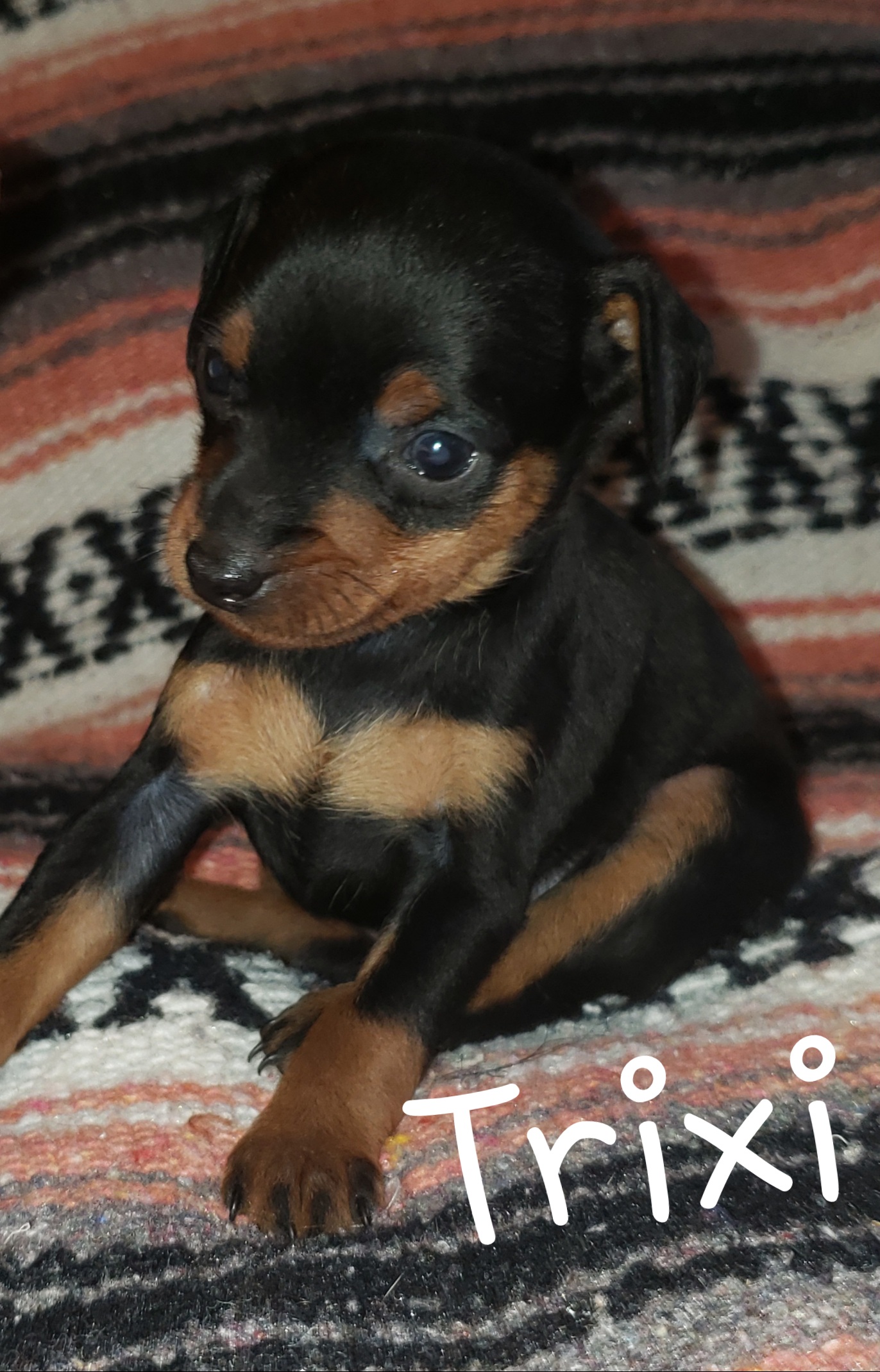 Miniature Pinscher (MinPin) puppies for sale.