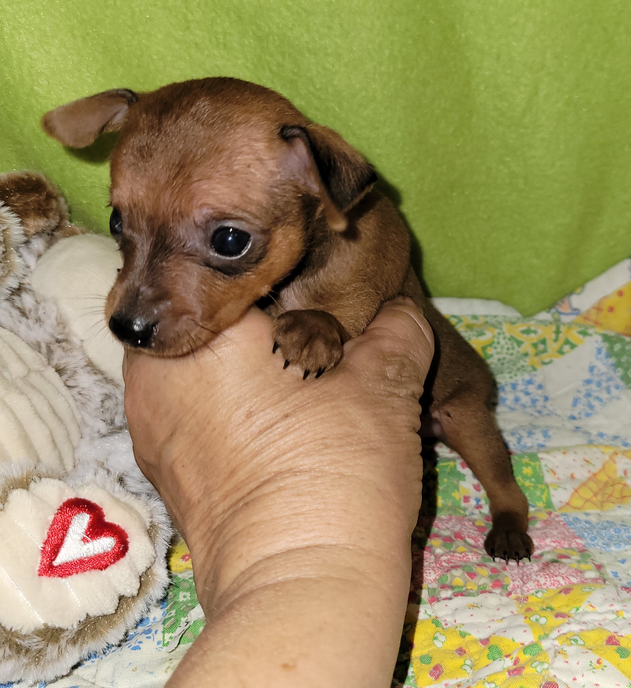Miniature Pinscher (MinPin) puppies for sale.