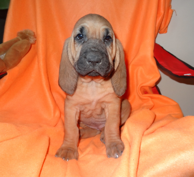 bloodhound puppies near me