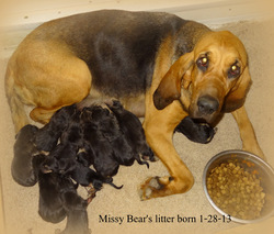 newborn bloodhound puppies