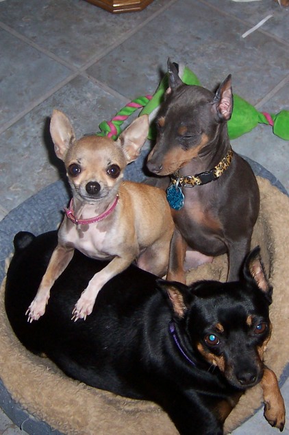 Sandi, our daughthers Chihuahua, Franklin our other blue and tan minpin and 