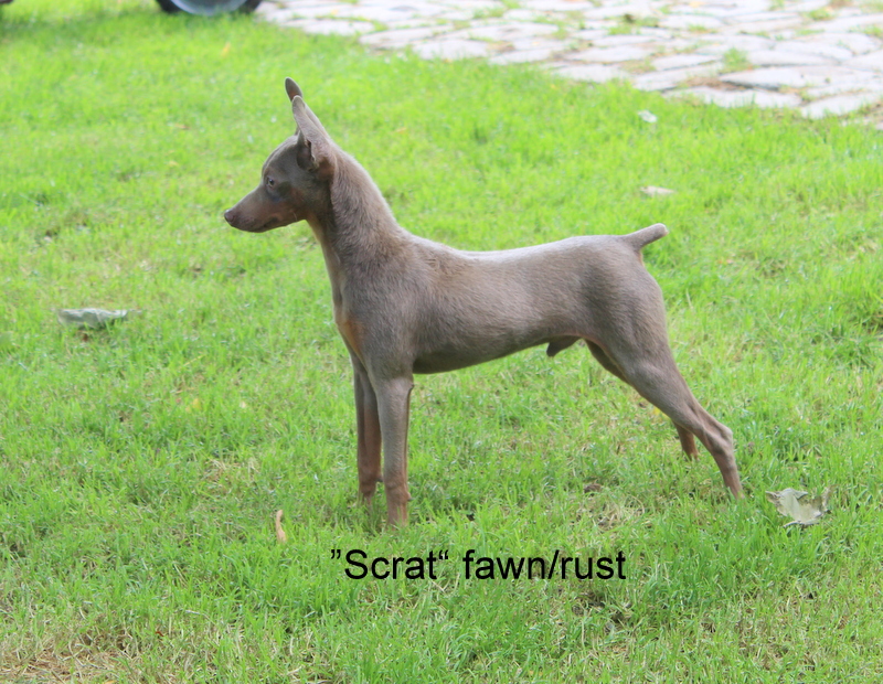 cost of miniature pinscher