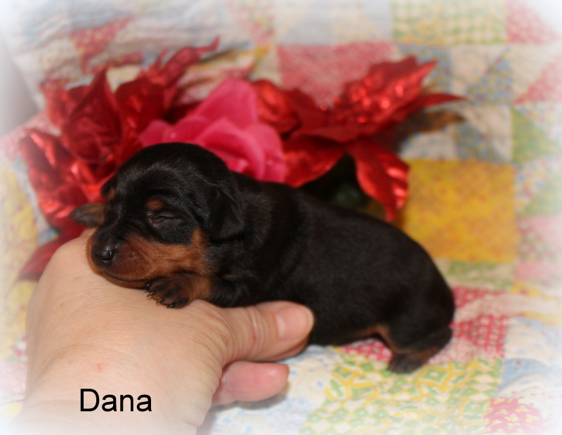 Miniature Pinscher (MinPin) puppies for sale.