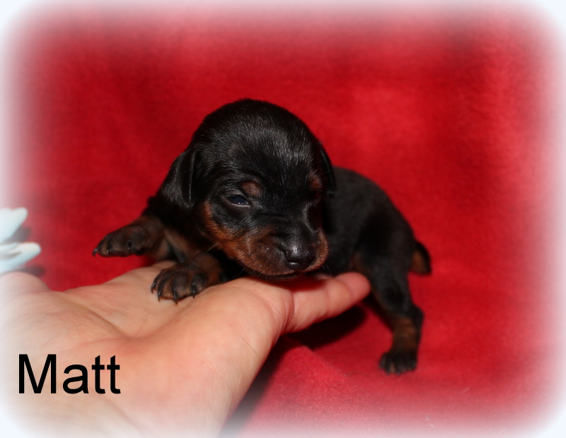 Miniature Pinscher (MinPin) puppies for sale.