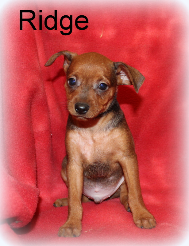 Miniature Pinscher (MinPin) puppies for sale.