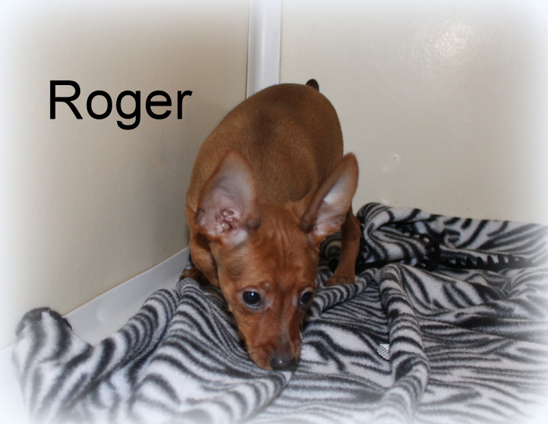 Miniature Pinscher (MinPin) puppies for sale.