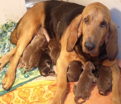 Bloodhound Puppies For Sale. Bloodhound puppies for sale.