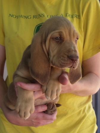 liver and tan bloodhound puppies for sale