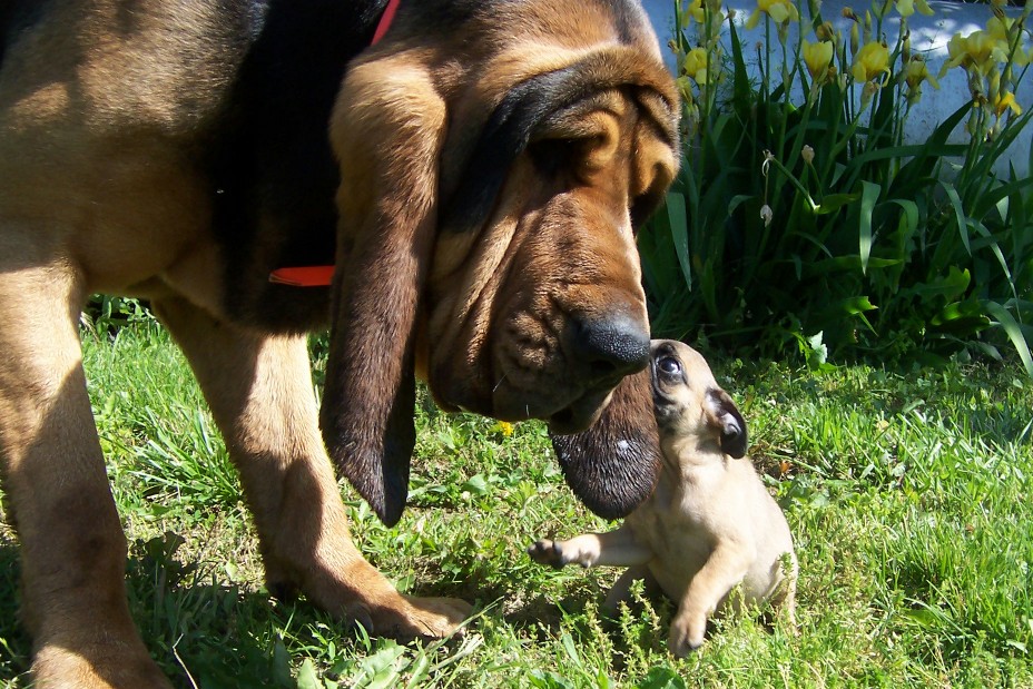 Pug Bloodhound Mix 2024 leadctr