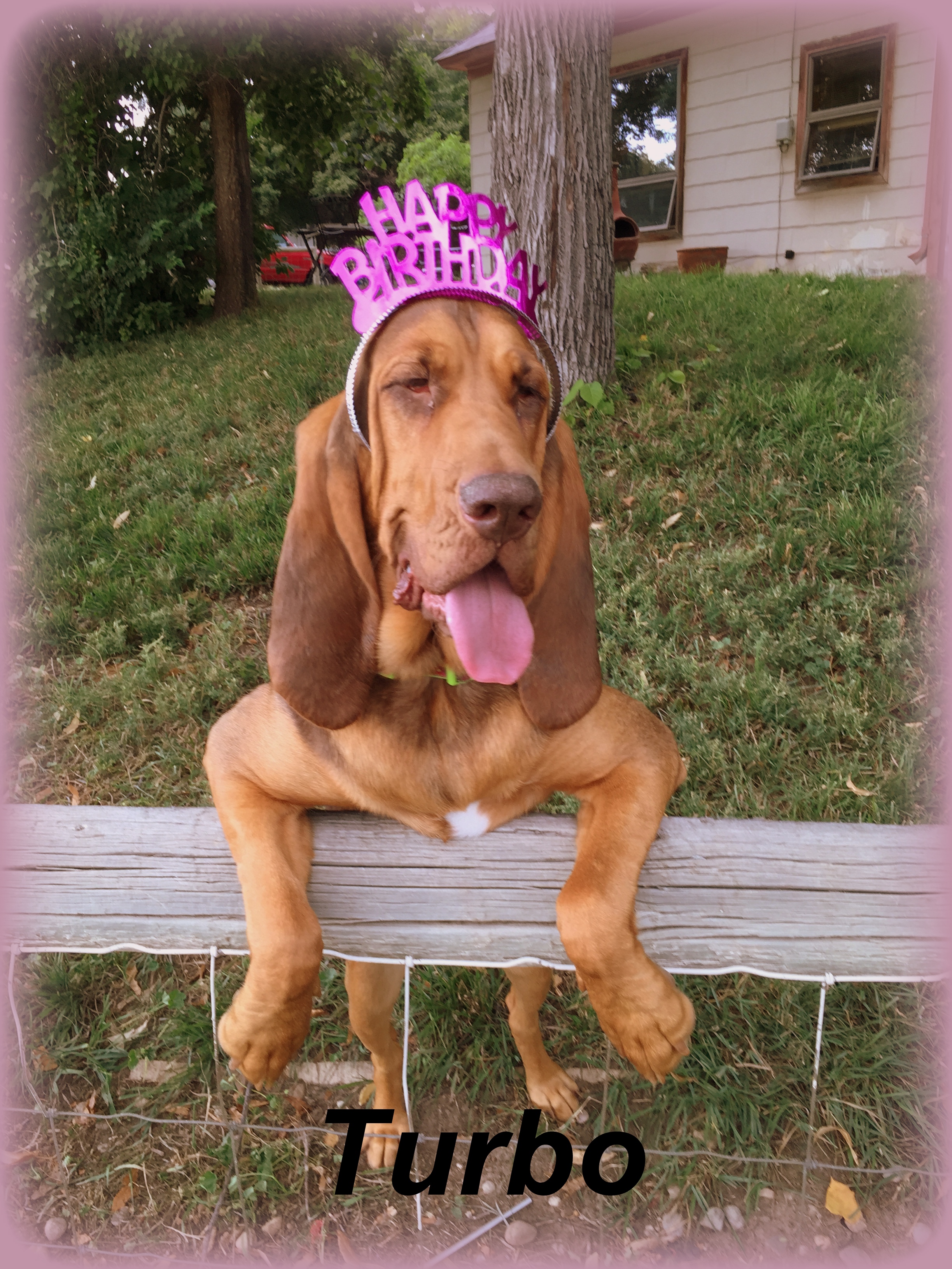 liver and tan bloodhound puppies for sale